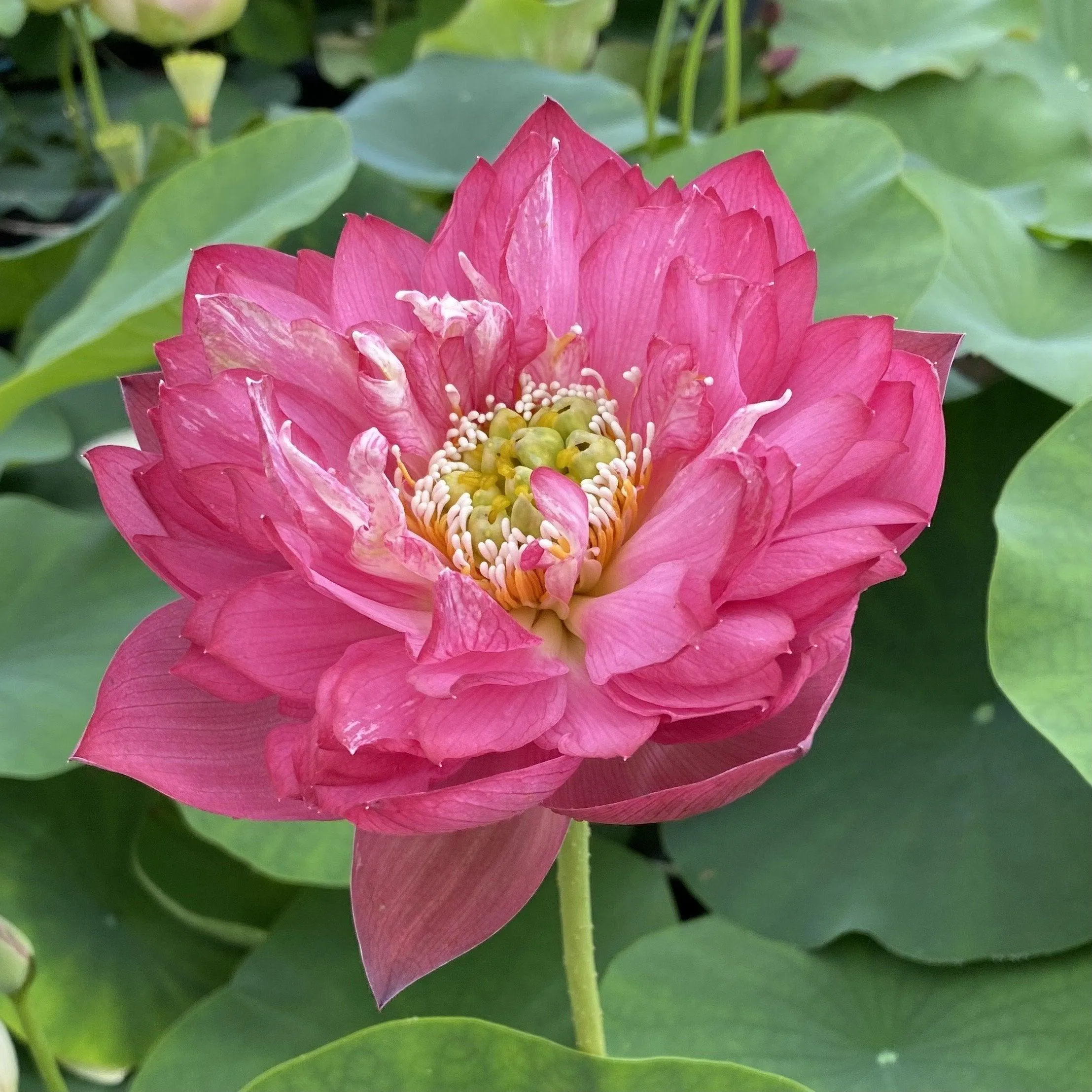 Fire Crane - Red Lotus (Bare Root)