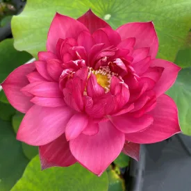 Fire Crane - Red Lotus (Bare Root)