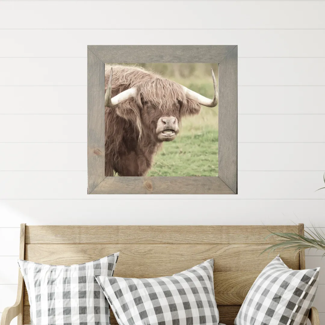 Highland Cow