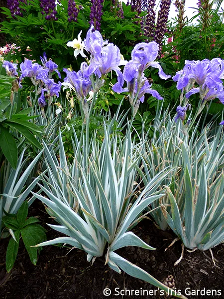 Pallida Variegata Silver