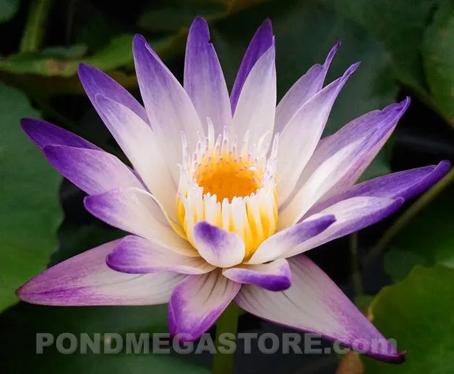 Purple Joy Water Lily