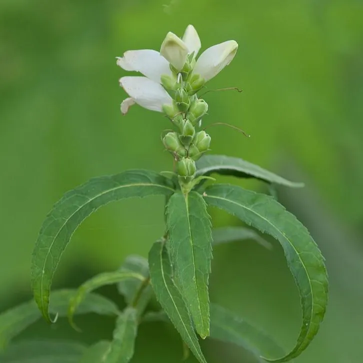 Turtlehead - Chelone obliqua 'Alba'